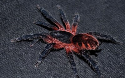 Davus Sp Panama tarantula